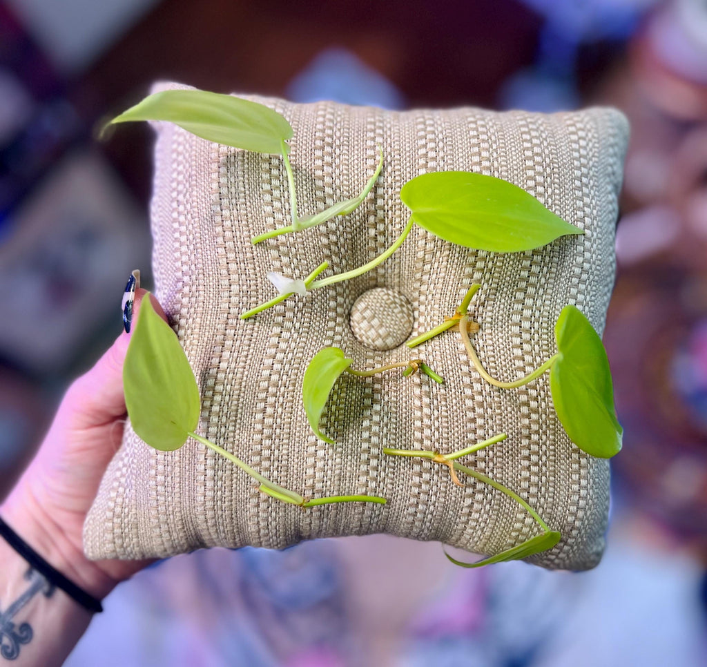 Trailing Neon Philodendron starter plant • rooted propagated node • cuttings available