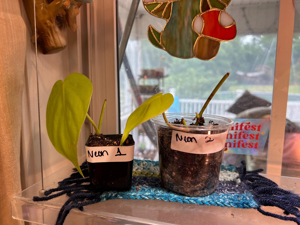Trailing Neon Philodendron starter plant • rooted propagated node • cuttings available