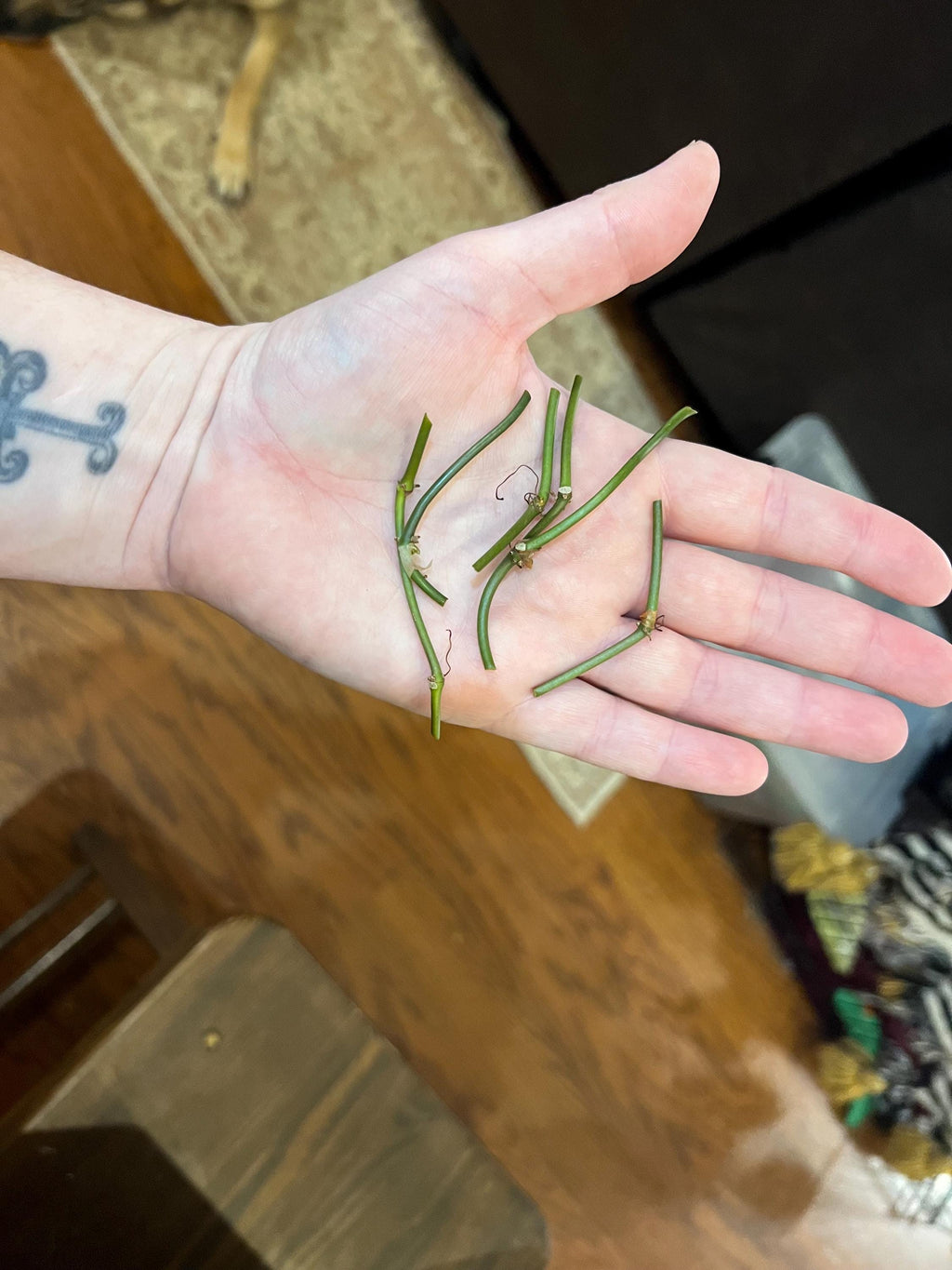 Micans Philodendron plant cutting