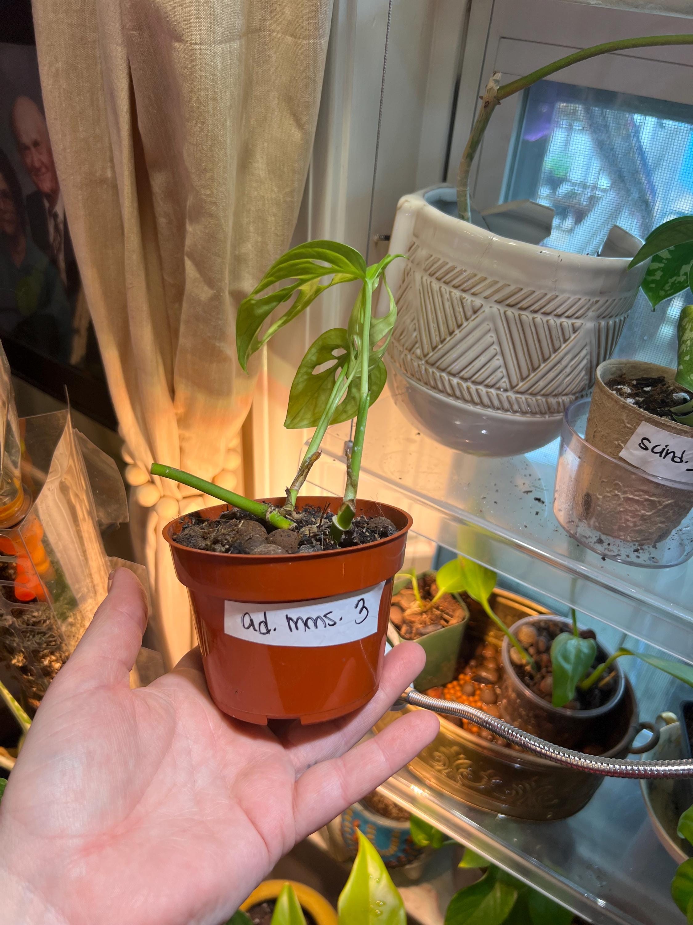 Monstera Adansonii starter plant • rooted propagated node • cuttings available