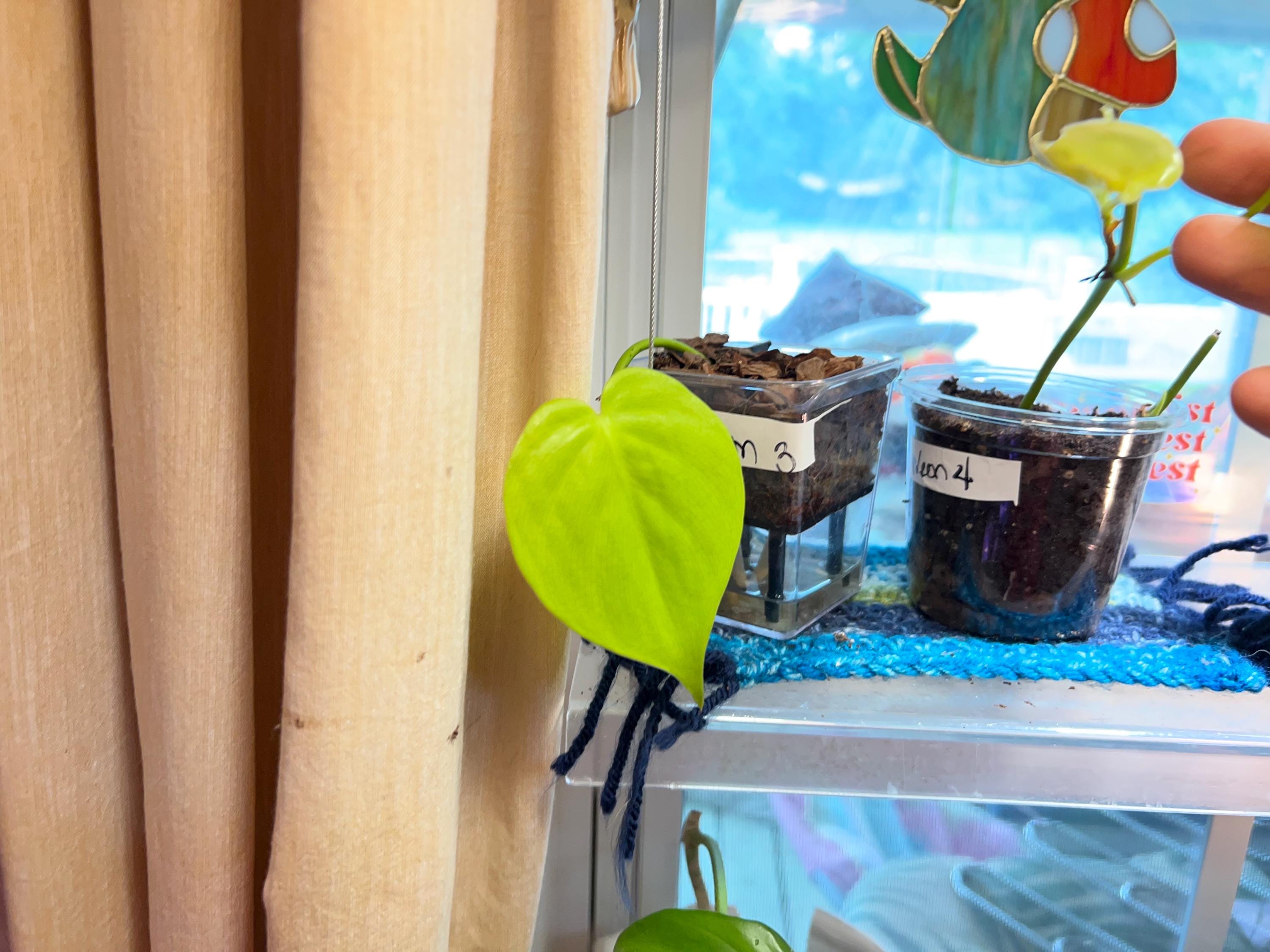 Trailing Neon Philodendron starter plant • rooted propagated node • cuttings available