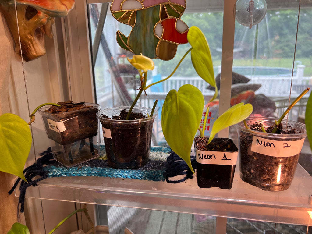 Trailing Neon Philodendron starter plant • rooted propagated node • cuttings available