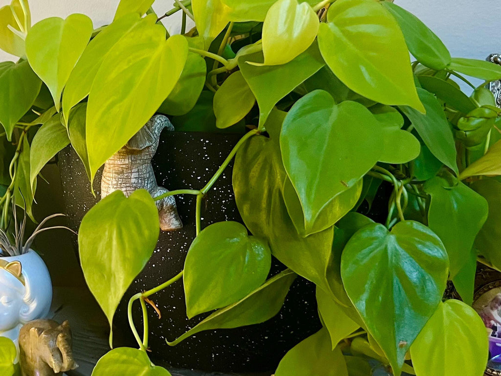 Trailing Neon Philodendron starter plant • rooted propagated node • cuttings available