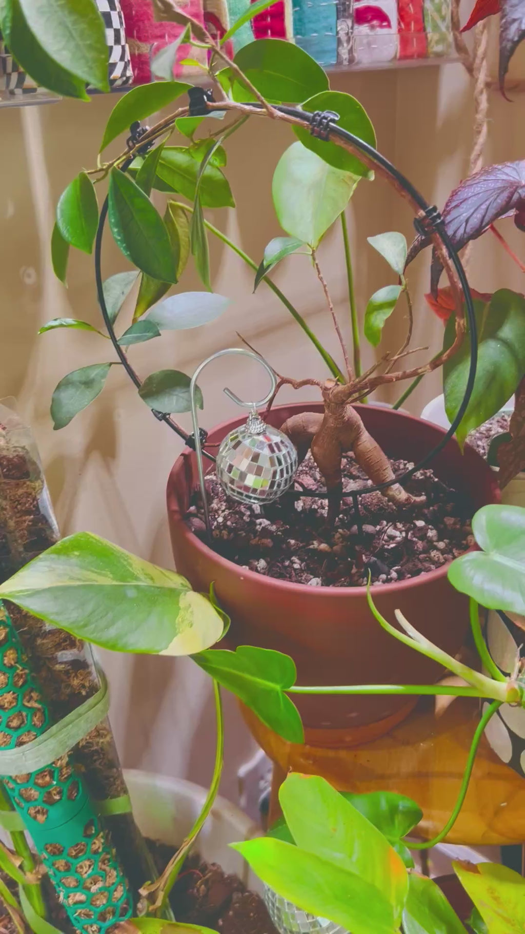 Groovy Plant Stakes 🪩